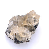 Calcite Tooth Specimen