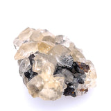 Calcite Tooth Specimen