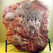 Crinoid Fossil