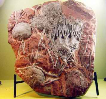 crinoid fossil plate