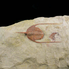 Trilobite Fossil