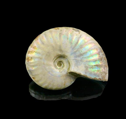 Ammonite Opalised Fossil Brisbane