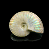 Ammonite