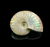 Ammonite