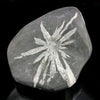 Chrysanthemum Stone