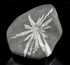 Chrysanthemum Stone