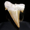 Shark Tooth