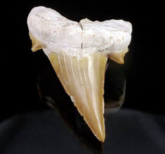 Shark Tooth