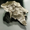 Sikhote Alin Meteorite