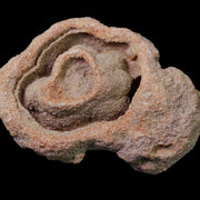 Stromatolite