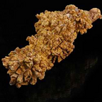 Coprolite
