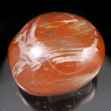 Petrified Wood Pebble