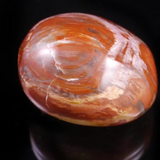 Petrified Wood Pebble