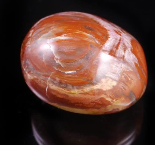 Petrified Wood Pebble