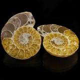 Fossilised Ammonite Pairs