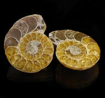 Fossilised Ammonite Pairs