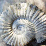 giant-ammonite-fossil-brisbane