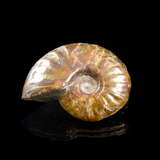 Ammonite Opalised Fossil