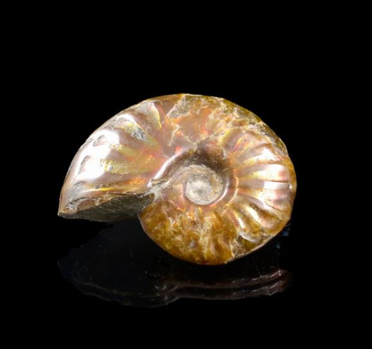 Ammonite Opalised Fossil