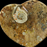 Fossil Heart Dish