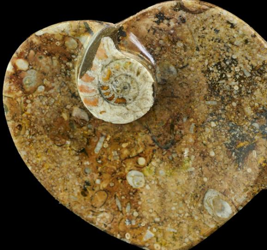 Fossil Heart Dish