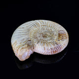 Ammonite-fossil-crystal-healing-brisbane