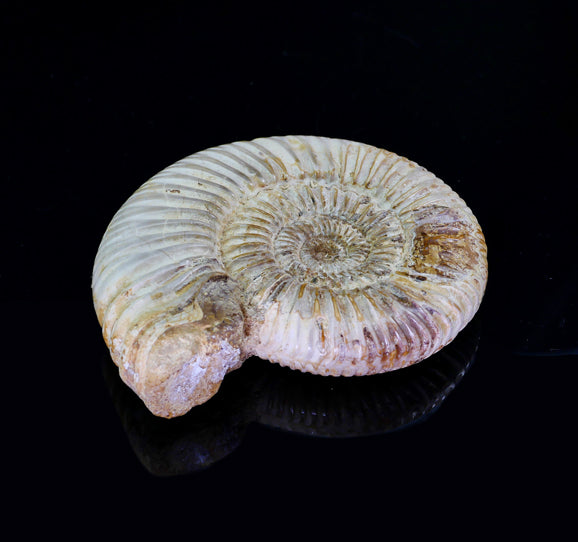 Ammonite-fossil-crystal-healing-brisbane