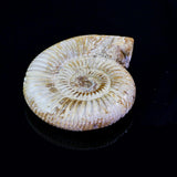 Ammonite-fossil-crystal-healing-brisbane