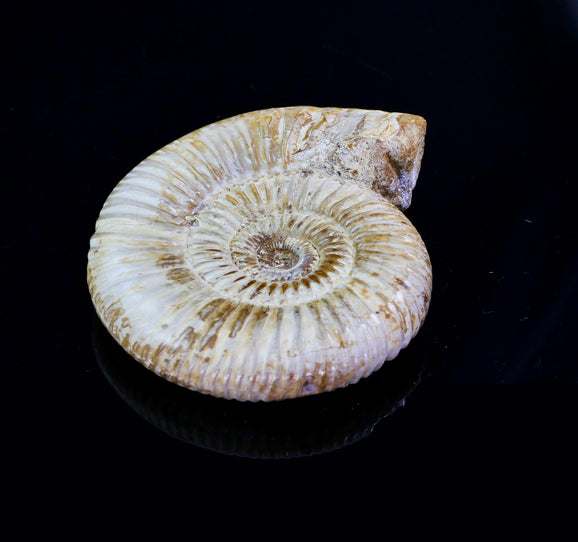 Ammonite-fossil-crystal-healing-brisbane