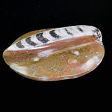 polished-orthoceras-specimen-australia