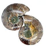 Opalised Ammonite Pair