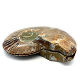 Opalised Ammonite Pair