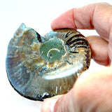 Opalised Ammonite Pair