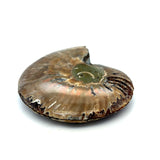 Opalised Ammonite Pair
