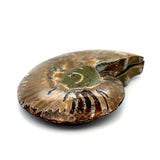 Opalised Ammonite Pair