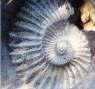 Giant Ammonite Fossil 38Kg
