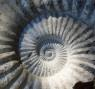 Giant Ammonite Fossil 38Kg