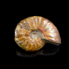 Ammonite Opalised Fossil