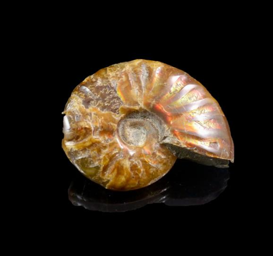 Ammonite Opalised Fossil