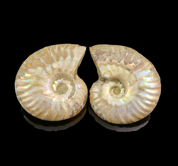 Ammonite opalised Fossil pair