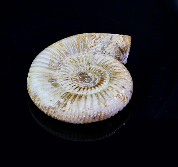 Ammonite-pair-IMG_3291-2
