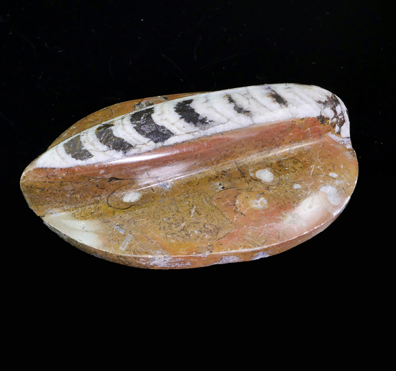 polished-orthoceras-specimen-australia