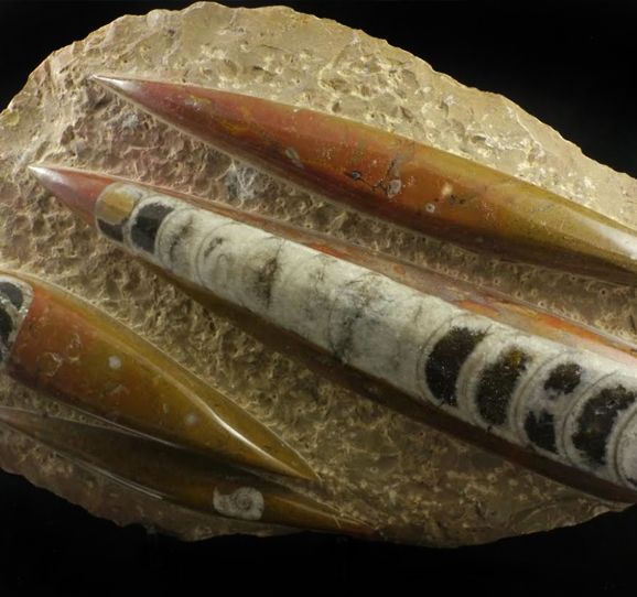 Orthoceras Fossil Specimen