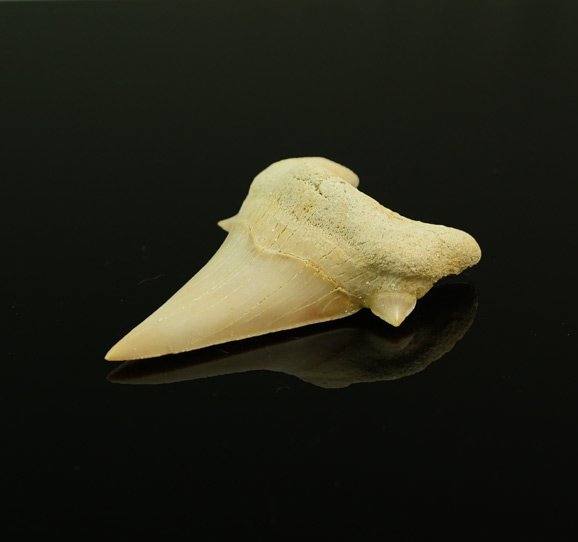 Shark-fossilised-tooth-brisbane