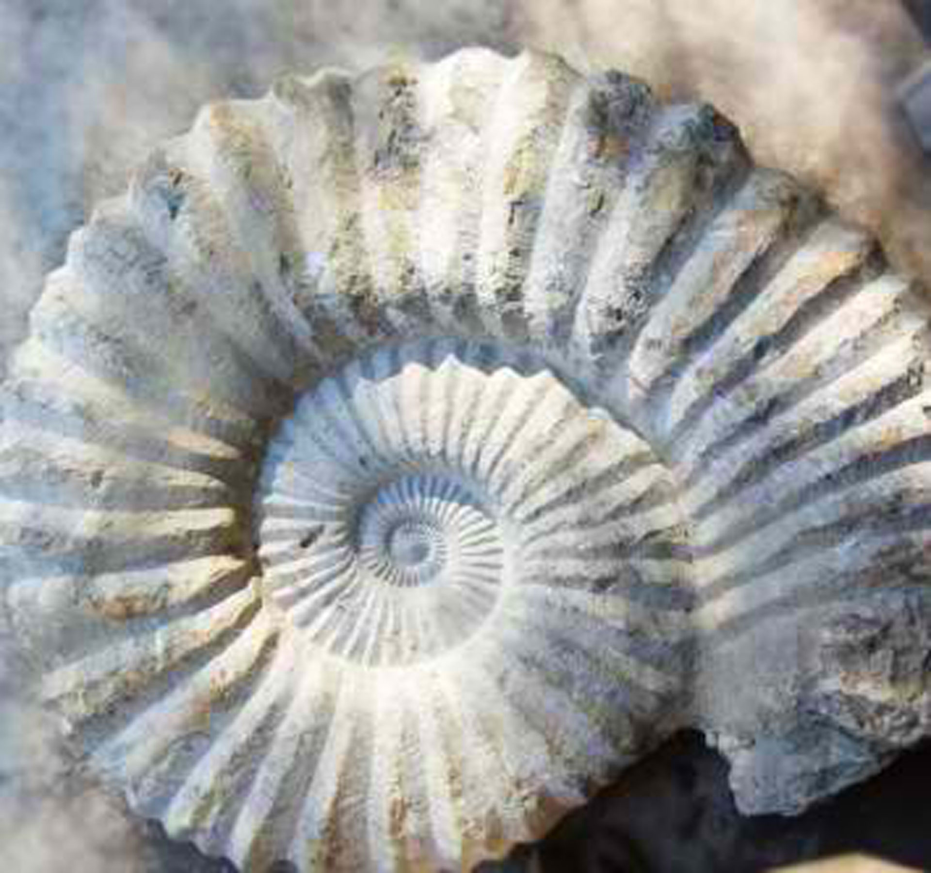 Fossils Australia